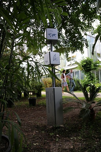 Dotés de textes, images et cartes, les totems interactifs permettre d’en savoir plus sur les arbres remarquables. Parfait pour toute la famille !